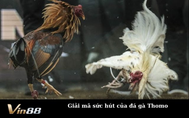 Giải mã sức hút của đá gà Thomo