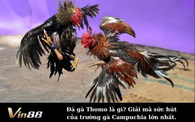 Đá gà Thomo là gì? Giải mã sức hút của trường gà Campuchia lớn nhất.